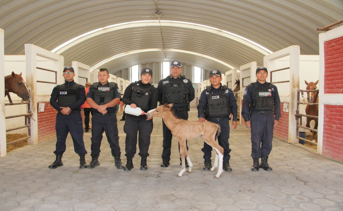 Fueron vecinos quienes reportaron la presencia del equipo al Centro de Mando / Foto: Especial