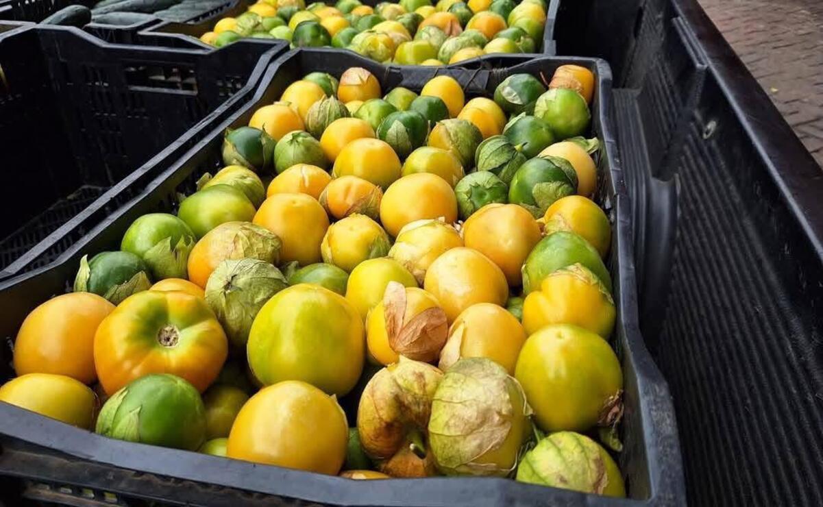 El precio por caja de 24 kilogramos de tomate oscila entre 200 y 250 pesos / Foto Especial