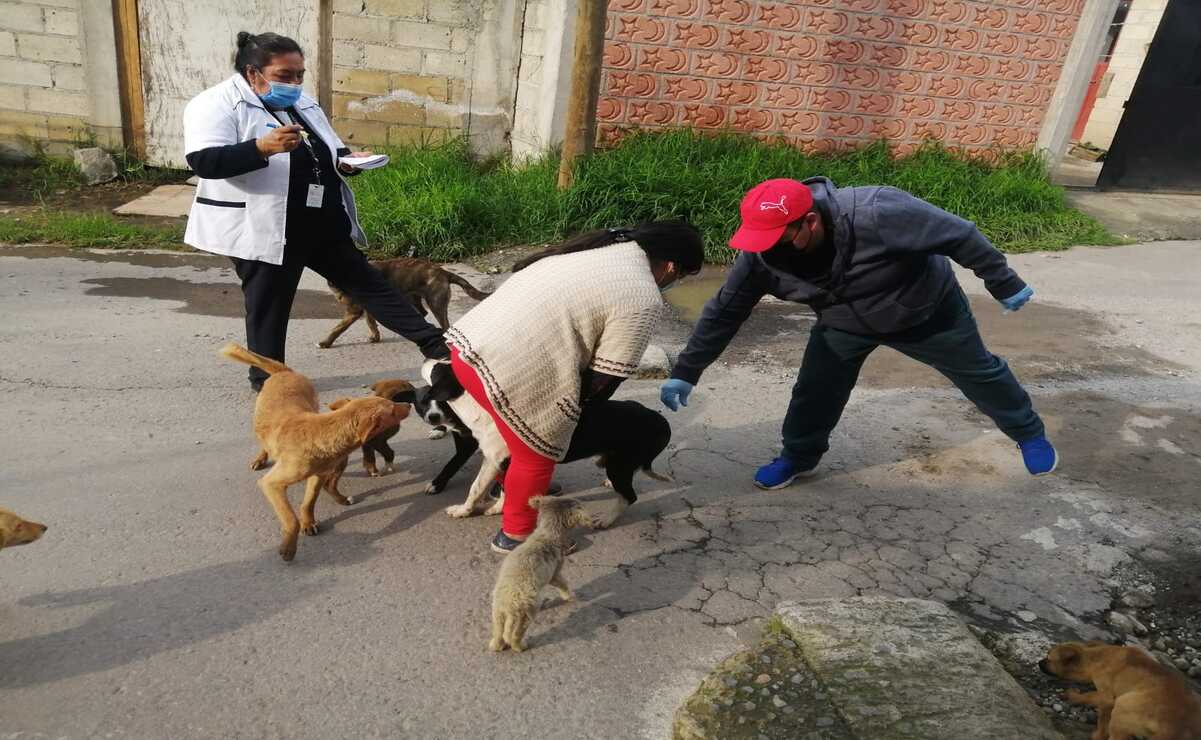 Se implemento el programa “la mascota de barrio” para aumentar los índices de esterilización de seres sintientes en situación de calle. Foto: Especial