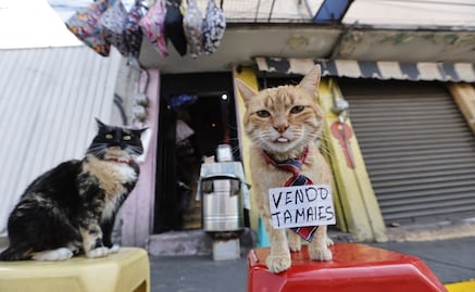 Toby, el gato viral que conquista corazones y vende tamales en Toluca