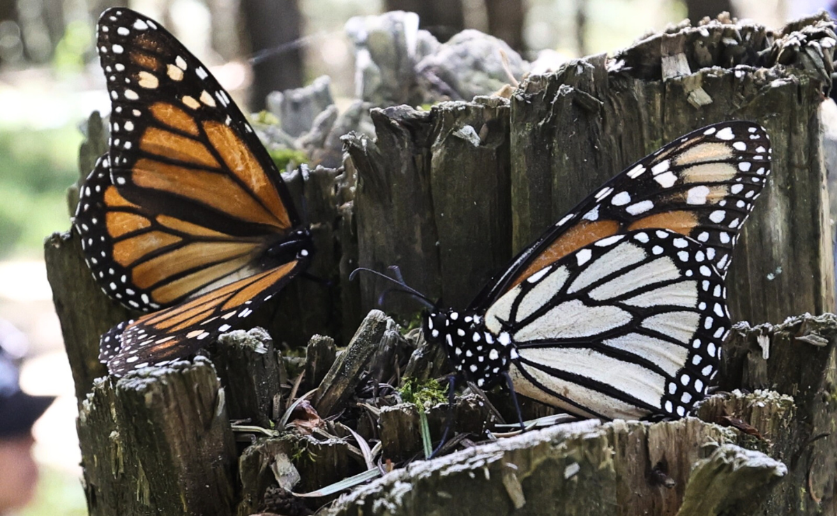Un oasis para las mariposas monarca: Jardín polinizador en San Felipe del Progreso. Foto: Jorge Alvarado