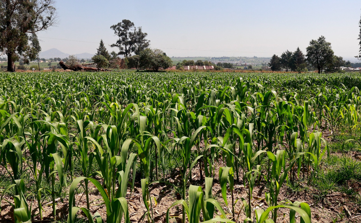 El fin de la sequía en el Estado de México es oficial. Las lluvias, impulsadas por el huracán Flossie, benefician a miles de productores agrícolas. Foto: Archivo