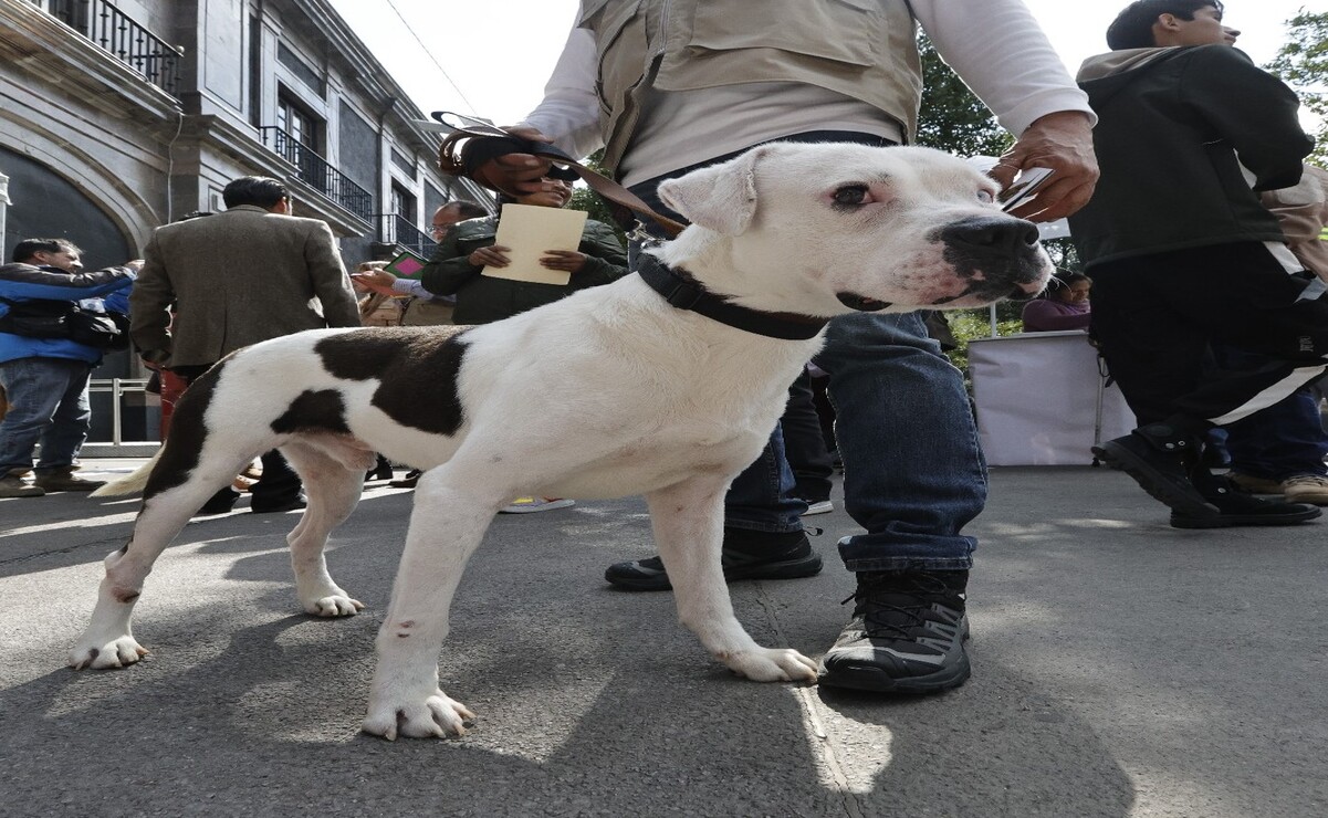 Después de tres meses de rehabilitación "Chalquito" fue entregado oficialmente en adopción. Foto: Jorge Alvarado / El Universal Edomex