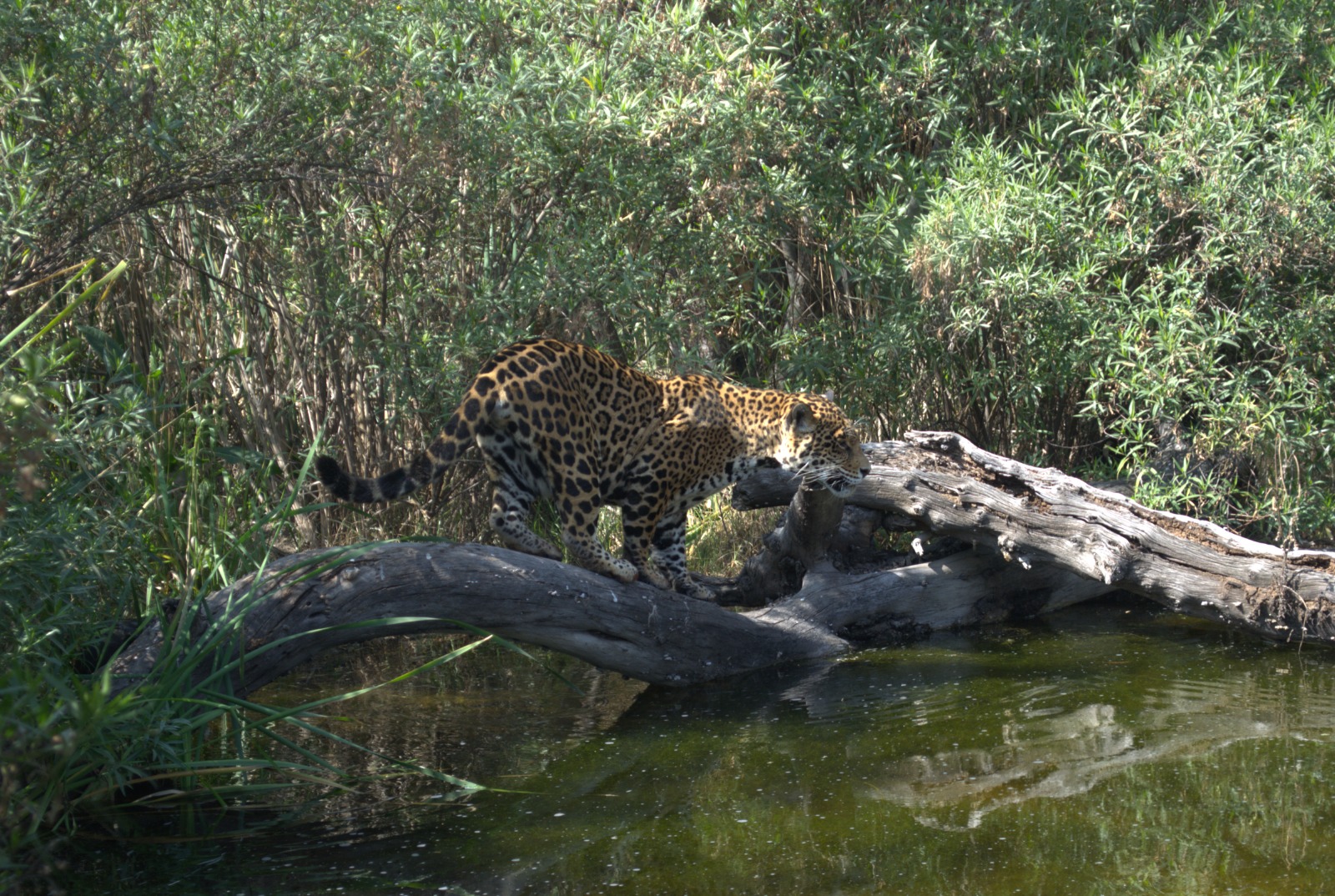 Una investigadora del IPN toma muestras genéticas a un ejemplar en el Refugio Jaguar, la clave para determinar su origen y compatibilidad reproductiva. Foto Isela Hinojoza / El Universal