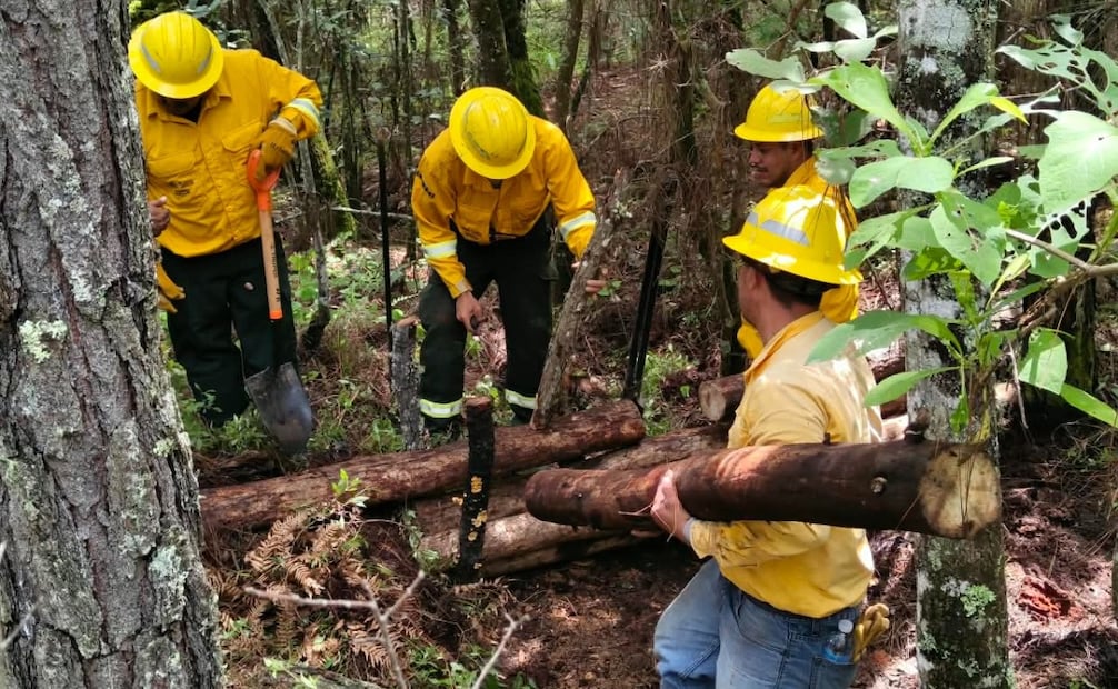 Brigadistas de Probosque realizan trabajos preventivos ante la próxima temporada de incendios forestales. Foto especial