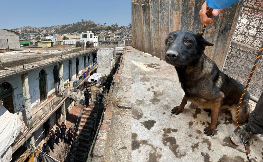 Autoridades de Toluca rescatan a nueve perros víctimas de maltrato en un operativo en Zopilocalco Foto: Especial