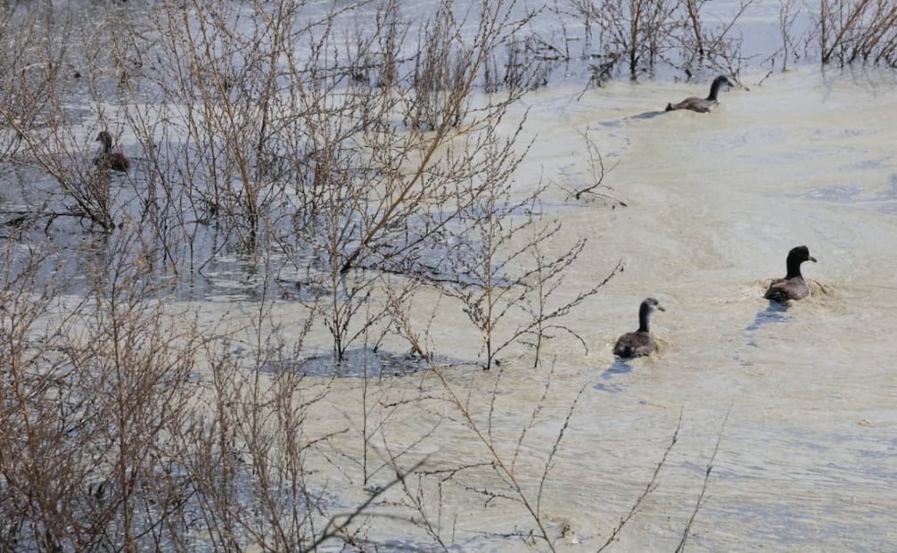 Hasta el momento se han levantado 2.5 kilómetros de bordos para consolidar este ecosistema léntico (agua sin corriente). Foto Especial