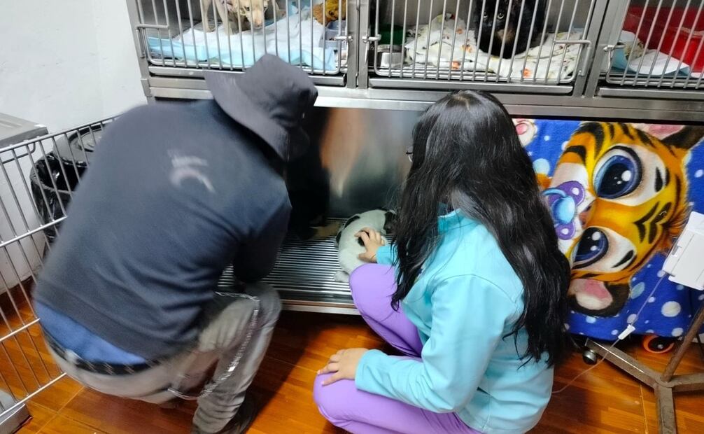 Con estas acciones, la UAEMéx promueve una política de convivencia armónica y responsabilidad social con los seres sintientes. Foto Especial