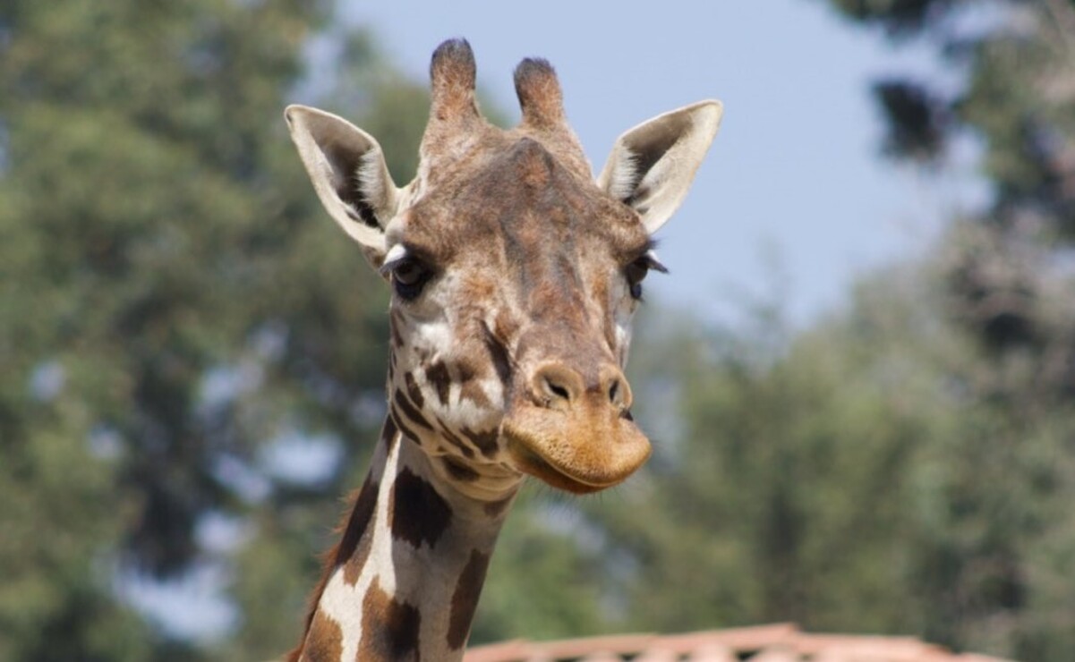 Edomex: Zacango cumple 44 años y la Lotería Nacional lo celebra