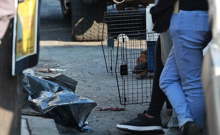 Resguardo y cuidado: Continúa atención de perros rescatados en Mexicaltzingo