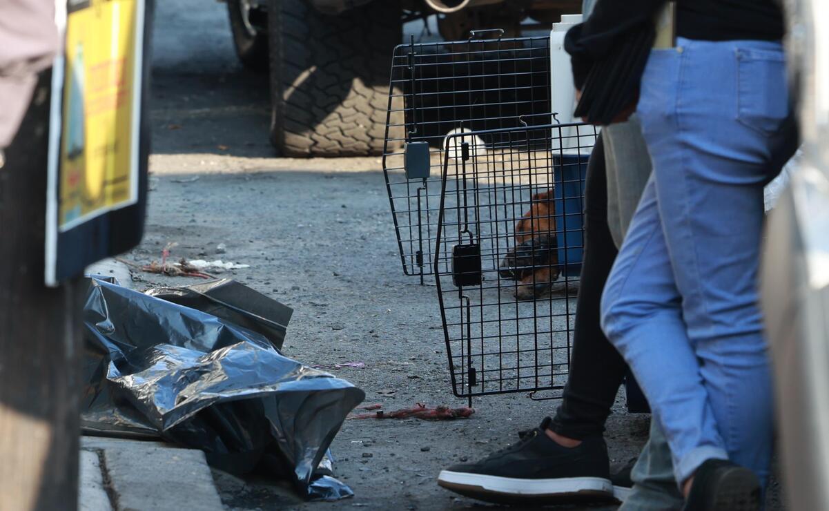 En Mexicaltzingo localizaron a 108 caninos, que se encontraban en condiciones de maltrato / Foto Alejandro Vargas