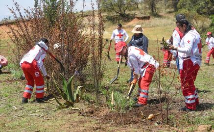 Día del Medio Ambiente: Cruz Roja Edomex y Probosque impulsan restauración forestal en Temoaya