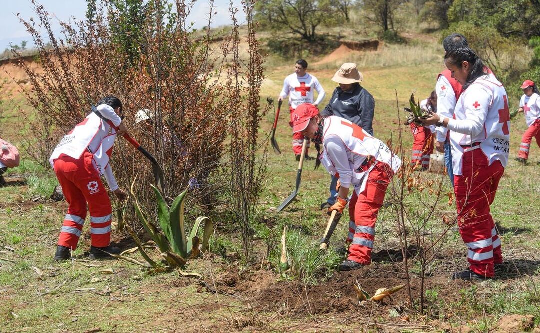 Voluntarios de Cruz Roja y Probosque unen fuerzas para restaurar el suelo en Temoaya / Foto: Especial