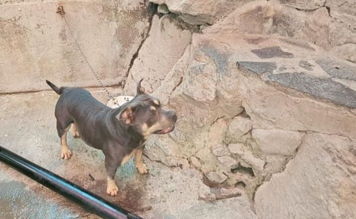 Rescate canino: perro salvado de situación de maltrato en Los Reyes La Paz / Foto: Especial