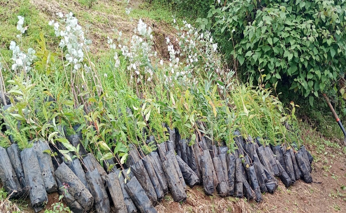 El Oro logra récord histórico en reforestación con 62 mil árboles
