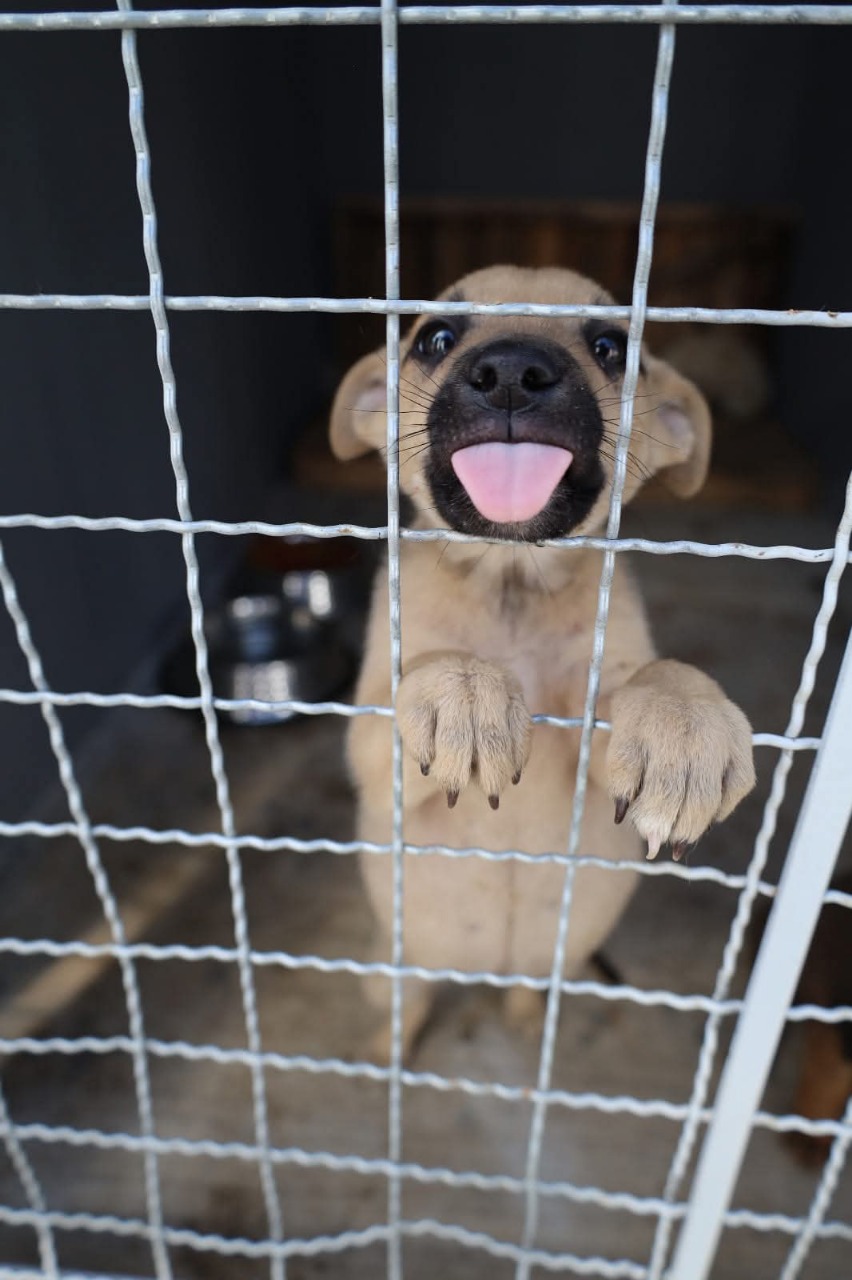 Se han rescatado 300 perros que permanecían en situación de abandono en las calles del municipio / Foto Especial