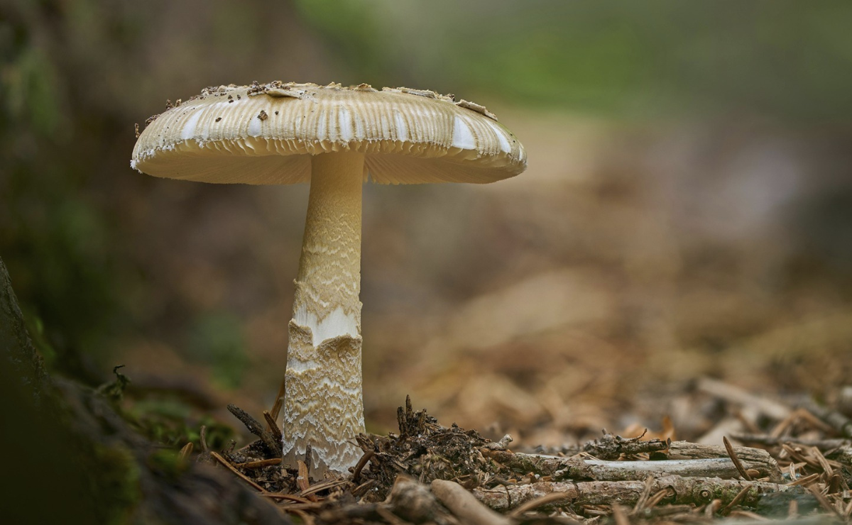 ¡Secretos de la naturaleza revelados! Hongos curativos de la UAEMéx podrían revolucionar la medicina