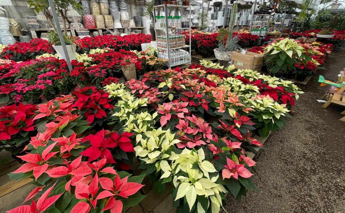Los invernaderos de San Lorenzo Tlacotepec comenzaron a llenarse de color con la variedad de flores de Nochebuena Foto: Michelle Sánchez