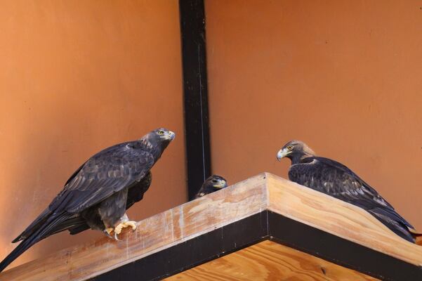 ¡Nacimiento Histórico! reportan el nacimiento de la primera cría de águila real en el Parque Zacango