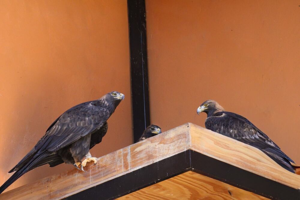 El nuevo ejemplar aún no se encuentra en exhibición al público en general. Foto: especial