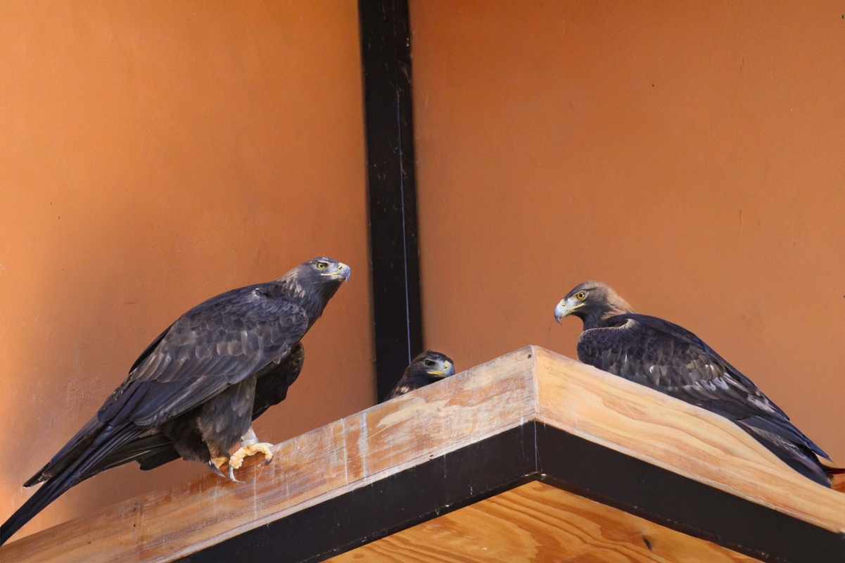 ¡Nacimiento Histórico! reportan el nacimiento de la primera cría de águila real en el Parque Zacango