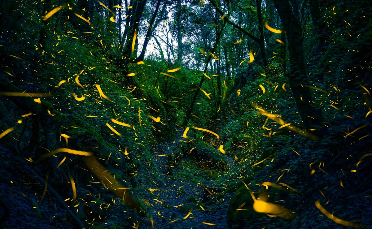 ¡Tu cita con la naturaleza! Festival de Luciérnagas 2025 en Edomex. Gratis, 11-13 julio. Foto: Pexels