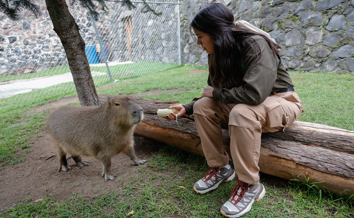 La veterinaria Pamela Olvera, explicó que los capibaras son los roedores más grandes del mundo y son originarios de Sudamérica. Foto: Arturo Hernández / El Universal Estado de México