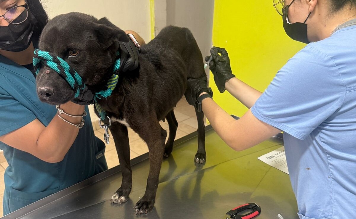 ¡UAEMéx al rescate! Esterilización gratis para perros y gatos: ¡Salud, amor y cero abandonos!