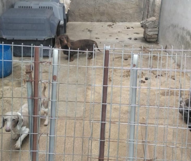 CEPANAF y PROPAEM intervienen para garantizar la salud y el destino legal de los animales rescatados. Foto Especial