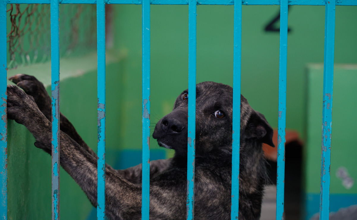 La salud de ocho de los nueve animales rescatados avanzó favorablemente / Foto: Arturo Hernández.