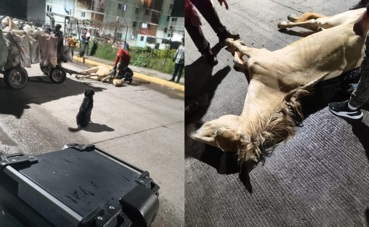 ¡Indignación en Tultitlán! Caballo muere en la calle tras jalar carreta de basura: ¡Exigen justicia!