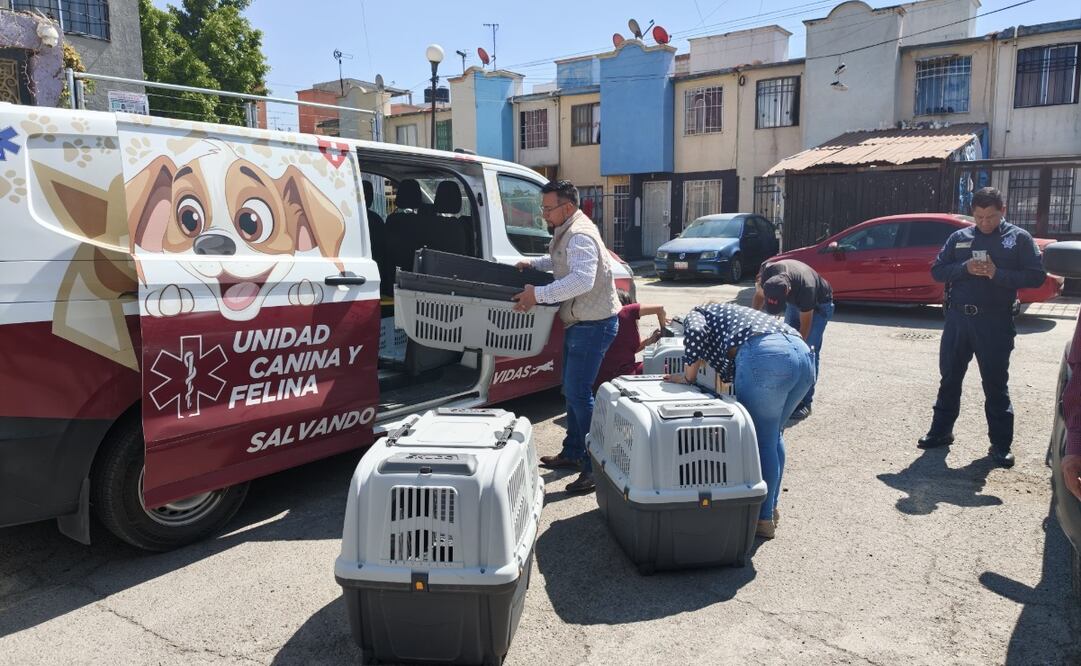 Especialistas del Centro de Bienestar Animal de Acolman evalúan a los seis perros de raza grande rescatados. Foto Especial