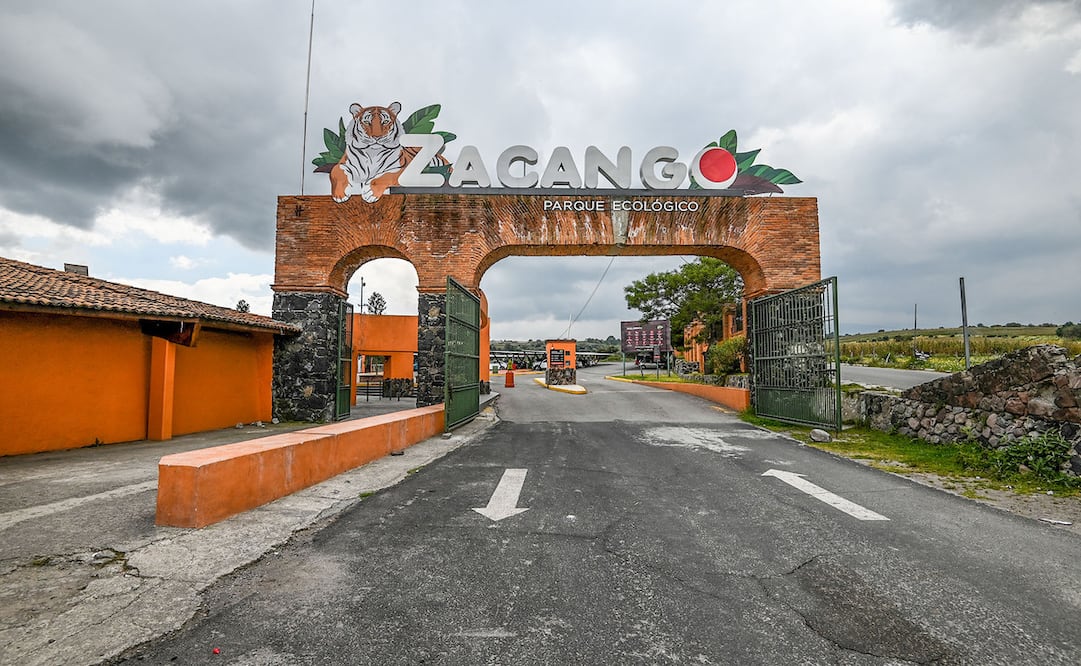 Zacango invita a darle otro uso a los árboles de Navidad naturales / Foto Especial
