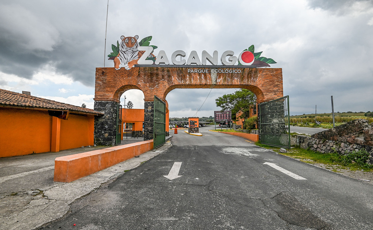 Zacango invita a darle otro uso a los árboles de Navidad naturales / Foto Especial