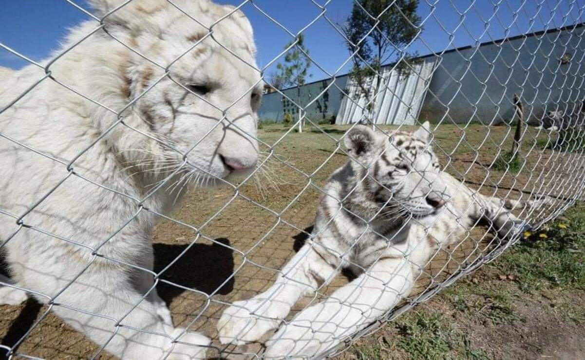 Rescatan 27 animales exóticos durante un operativo en Ocoyoacac