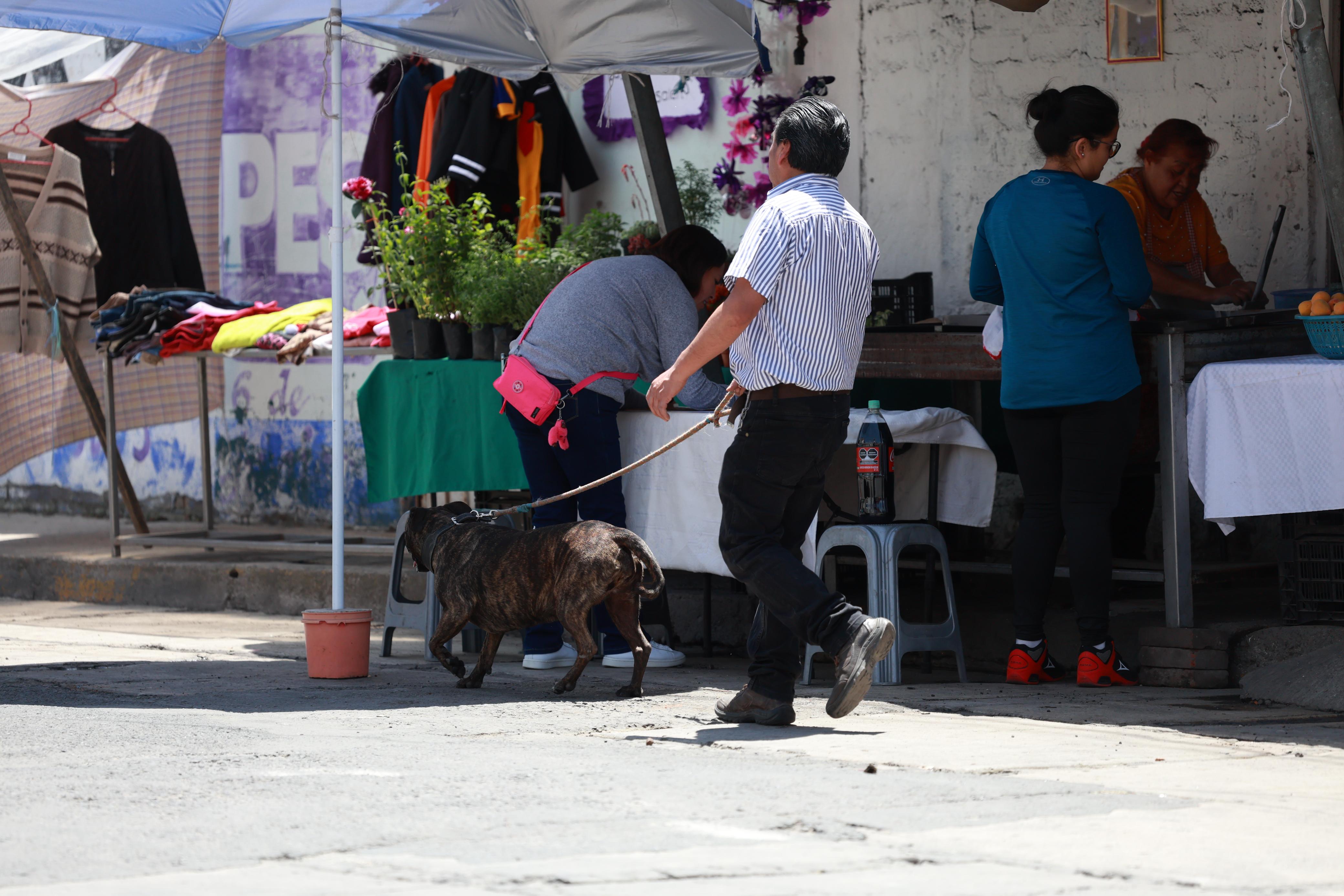 MC propone ley para regular acceso de animales de asistencia y terapia, actualmente relegados por falta de información y normas. Foto Alejandro Vargas