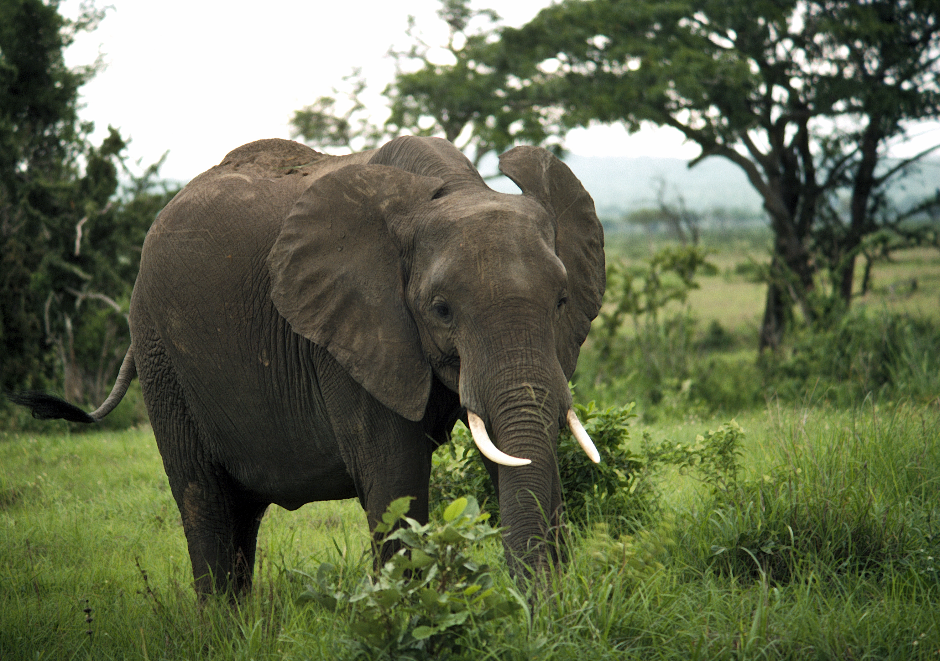 Los elefantes son los animales terrestres vivos más grandes. Actualmente se reconocen tres especies vivas: el elefante africano, el elefante africano de bosque y el elefante asiático. Foto: @zacangoedomex