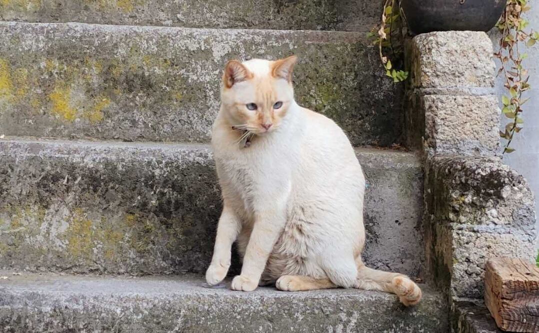 El calor extremo puede causar quemaduras en las patas de los animales al caminar sobre asfalto caliente. Foto Especial