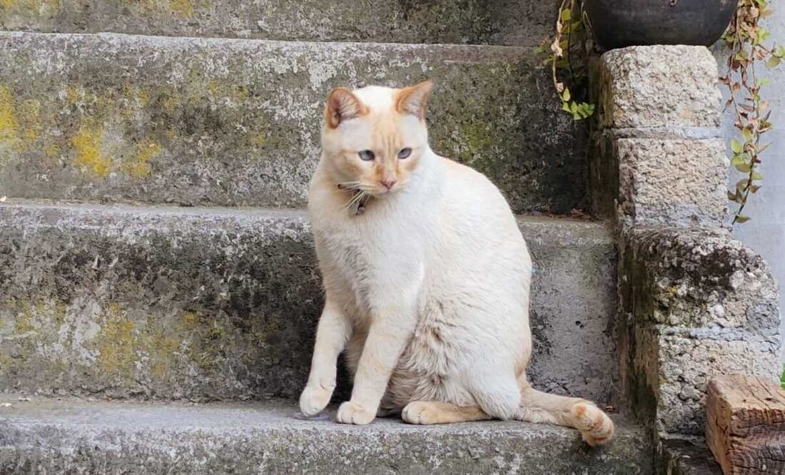 El calor extremo puede causar quemaduras en las patas de los animales al caminar sobre asfalto caliente. Foto Especial
