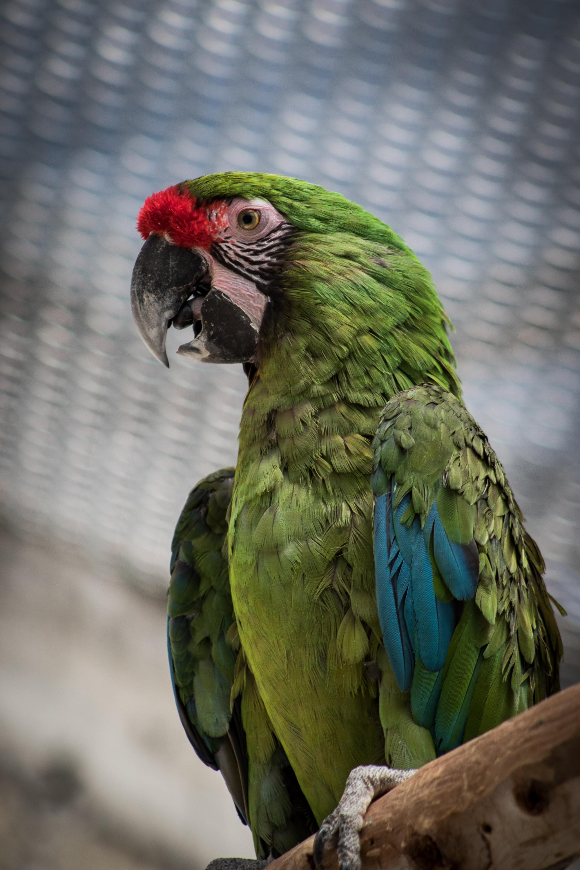 Los loros son animales silvestres que vuelan, crían familias, viven en grupos sociales complejos y comen una amplia variedad de semillas, hojas, cortezas y nueces. Foto: @zacangoedomex
