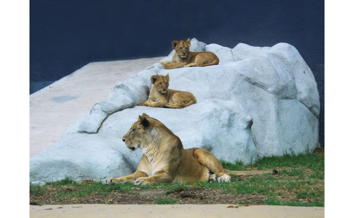 Los animales del Zoológico de Zacango disfrutan de un ambiente cálido y acogedor gracias a las medidas especiales implementadas durante el invierno / Foto: Hanna Santillán 