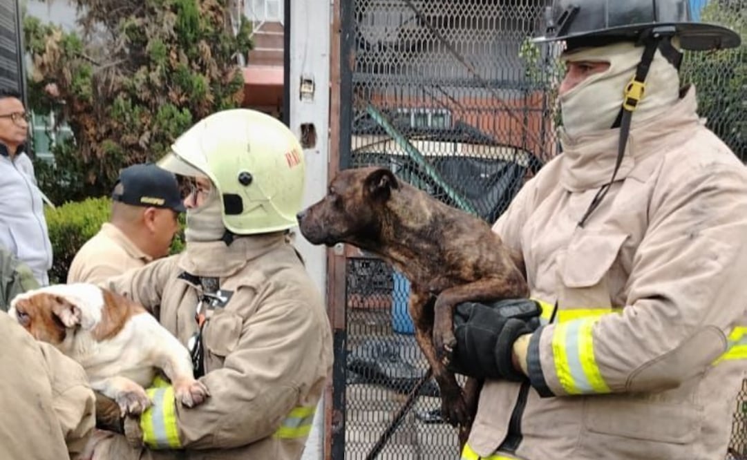 Cuerpos de emergencia lograron rescatar y poner a salvo a dos perritos que se encontraban atrapados en medio del fuego. Foto Especial
