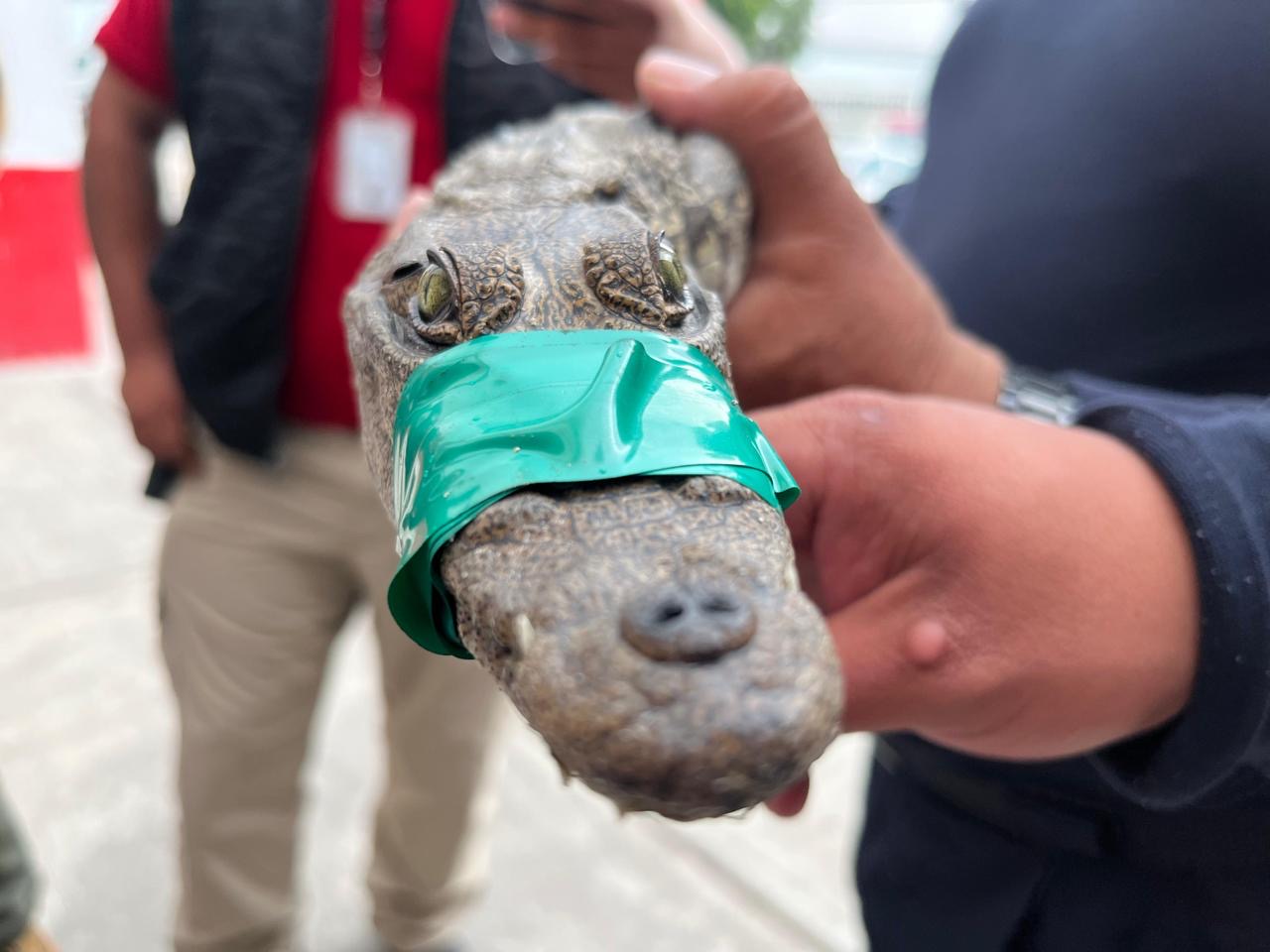 Cocodrilo es rescatado en Izcalli: presumen que era una mascota doméstica