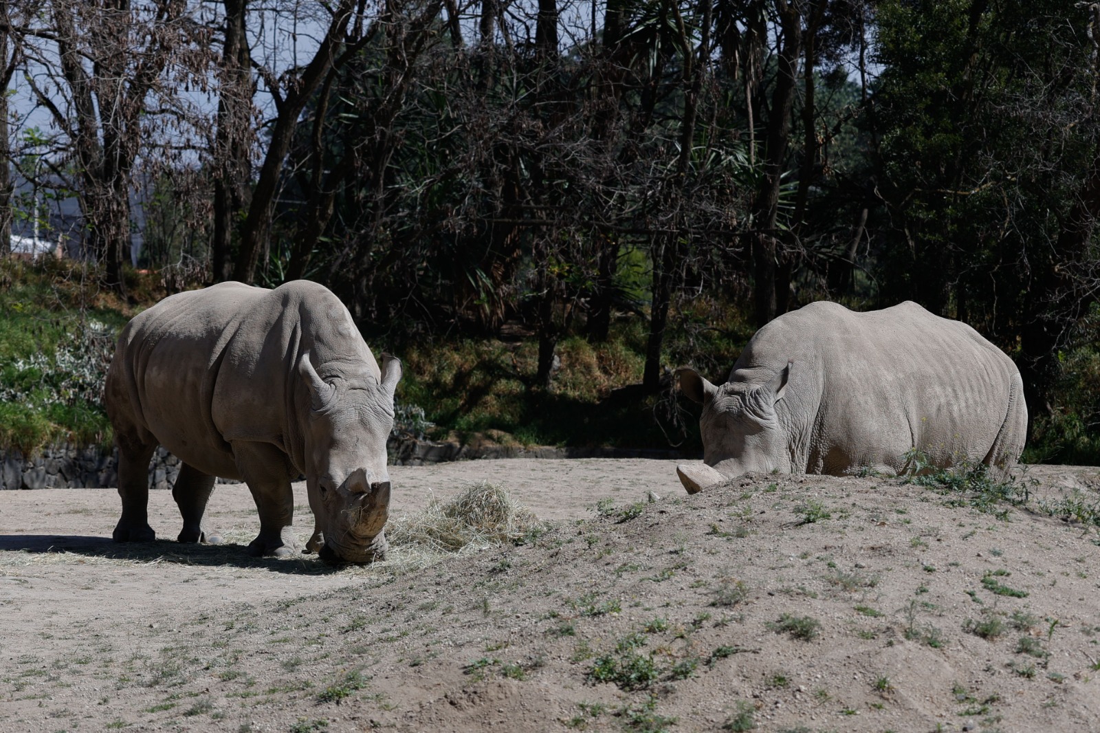 Aproximadamente el 40 por ciento de los animales rescatados permanecen en Zacango. Foto Arturo Hernández