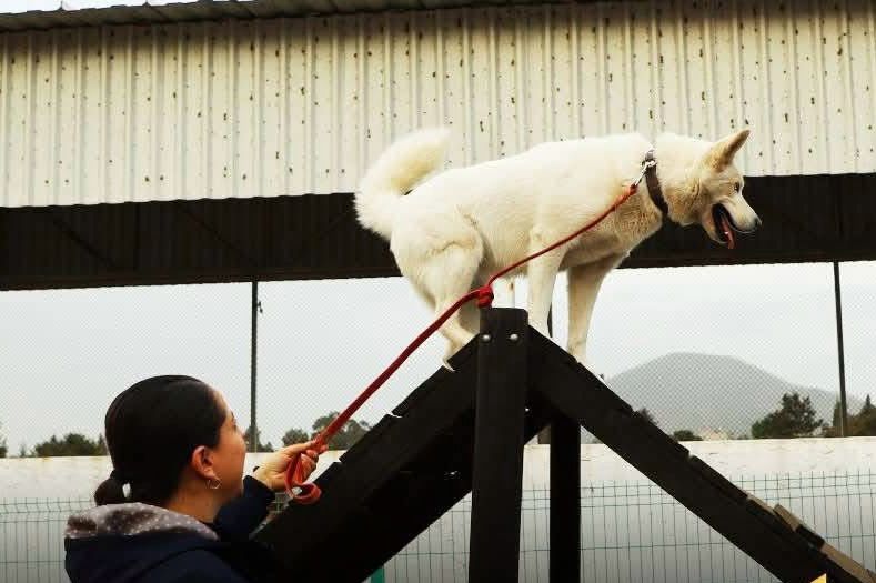 El parque promueve la tenencia responsable de mascotas y la socialización. Foto Especial