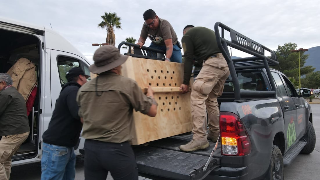 El médico veterinario Fernando Domínguez Bernáldez, coordinador operativo del Parque Ecológico Zacango, señaló que el lobo gris mexicano enfrenta un riesgo crítico de extinción, con menos de 600 ejemplares a nivel mundial. Foto: especial