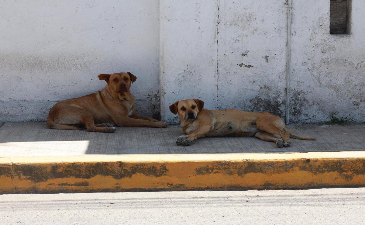 Deambular en la vía pública no significa que no tengan tutor o propietario, sino que les permiten vivir o estar en el día en la calle / Foto Alejandro Vargas
