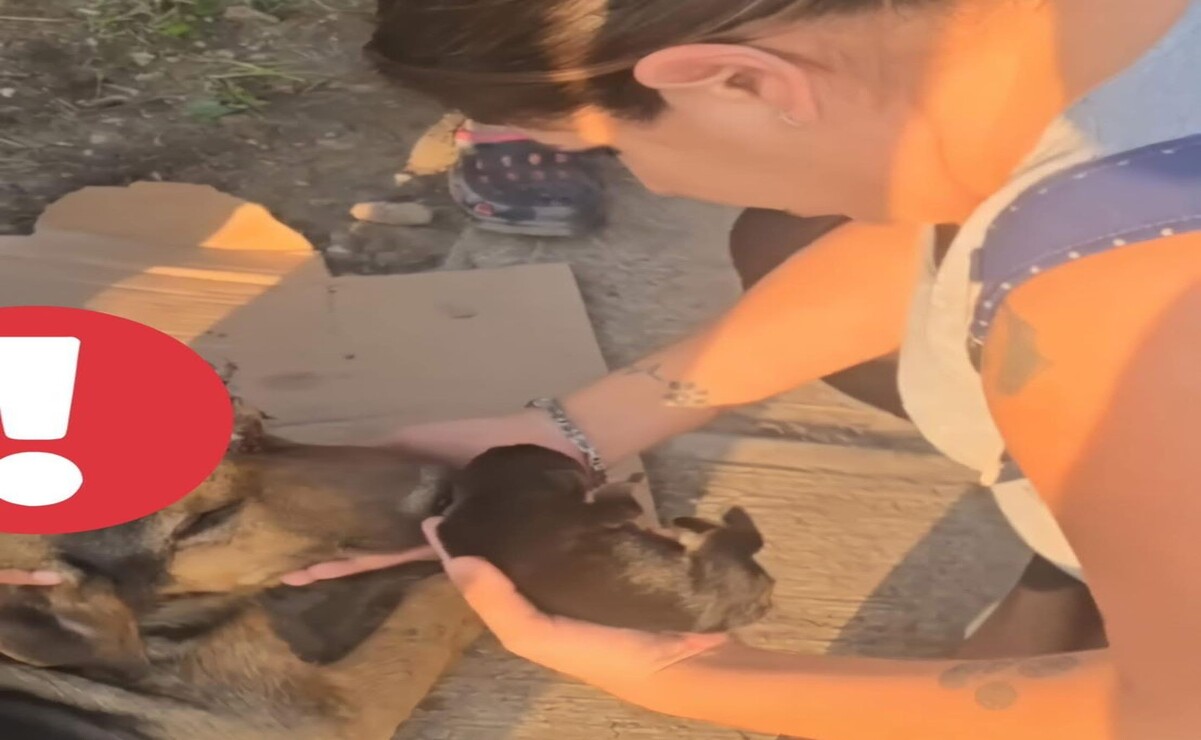 ¡Horror en Tultitlán! Brutal ataque con machete a perros desata clamor por justicia