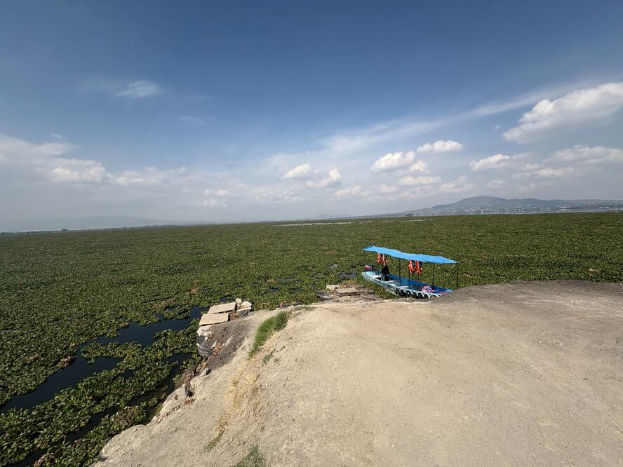 El lirio acuático ha cubierto más del 50% del lago de Zumpango, afectando la navegación y el turismo. Foto Arturo Contreras