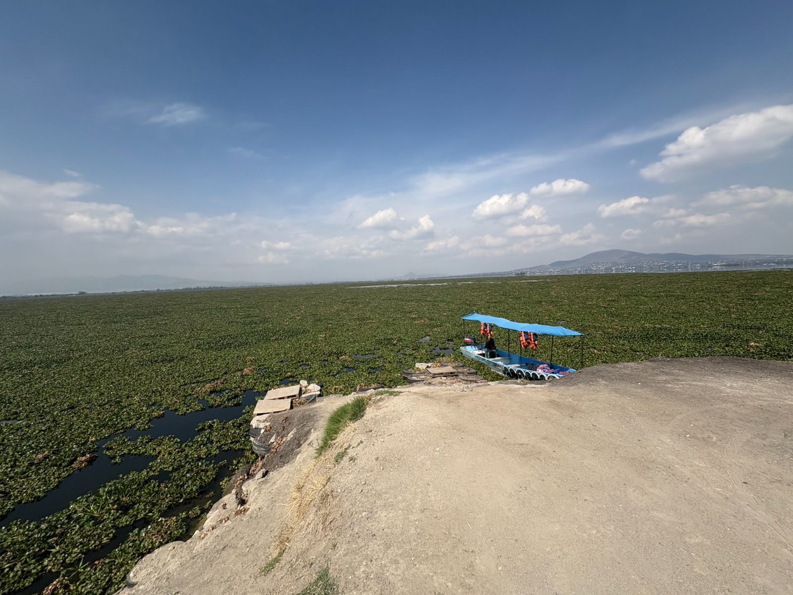 El lirio acuático ha cubierto más del 50% del lago de Zumpango, afectando la navegación y el turismo. Foto Arturo Contreras